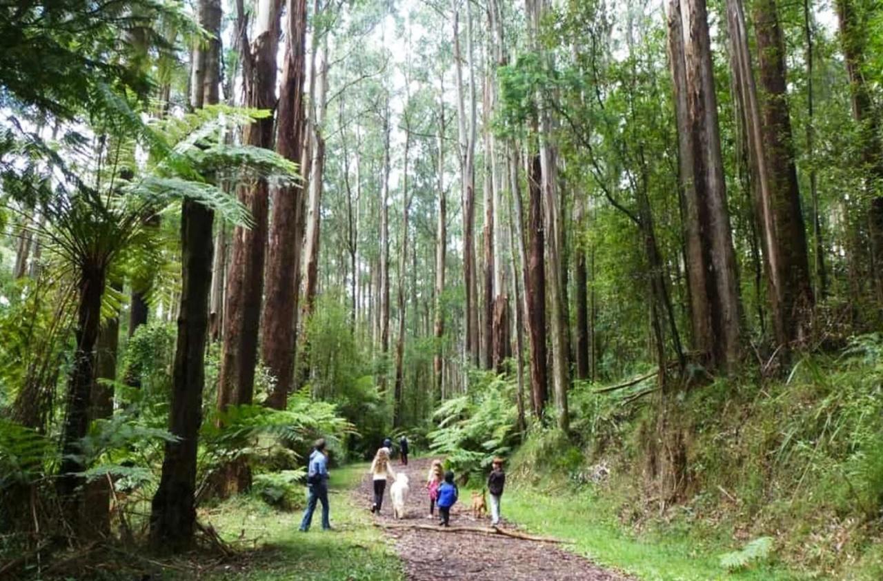 شقة Ferny Hill Retreat, Emerald Victoria المظهر الخارجي الصورة